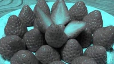La photo de ces fraises impressionne tous les internautes, la raison va vous étonner