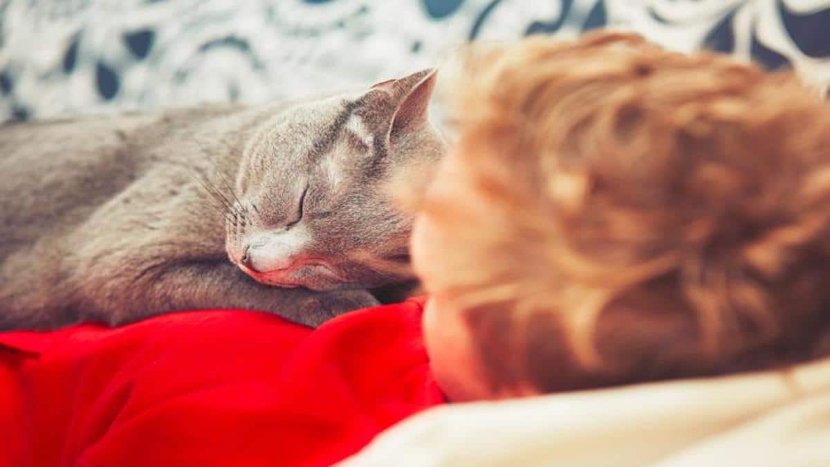 Voici pourquoi un chat vous choisit pour dormir avec lui