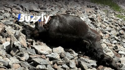 Plusieurs chevaux ont été retrouvés morts près du lac d’Estaing.
